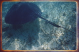 caribbean1311