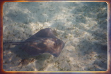 caribbean1310