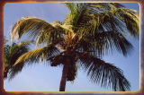 caribbean0419