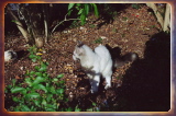 caribbean0503
