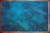 caribbean1318