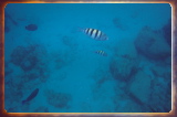 caribbean1317