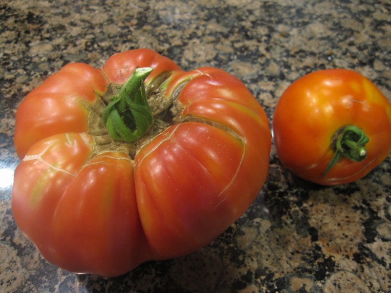 Giant tomato Giant tomato
