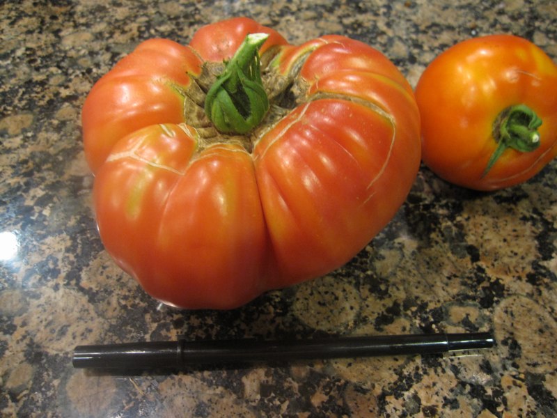 Giant tomato Giant tomato